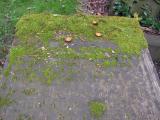 image of grave number 141817